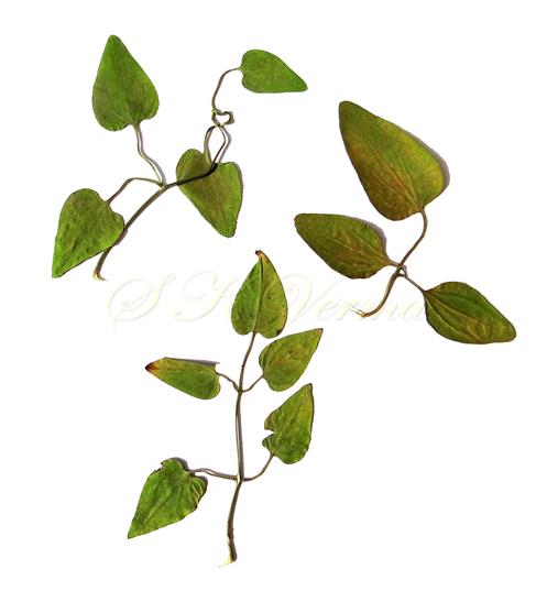 Leaves